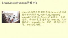 breastʲô˼,breast,chestbosom